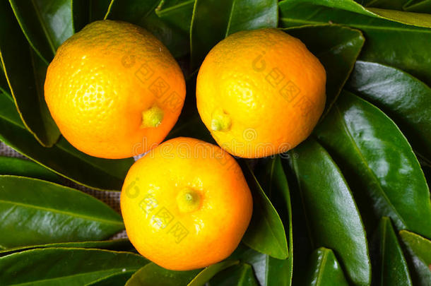 三颗卡拉蒙丁柑橘类水果冷却