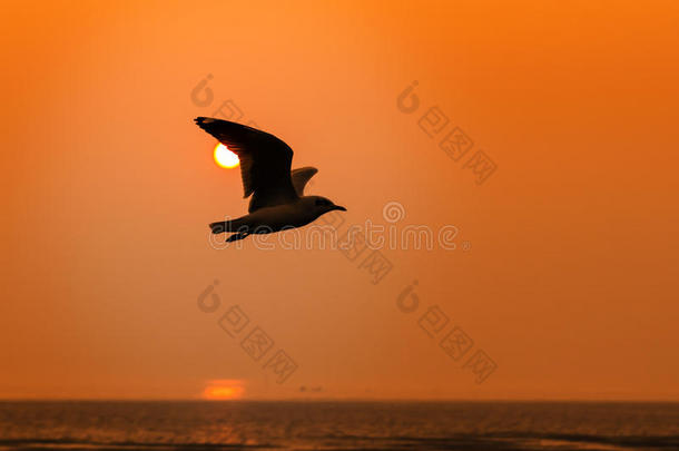 日落时的海鸥