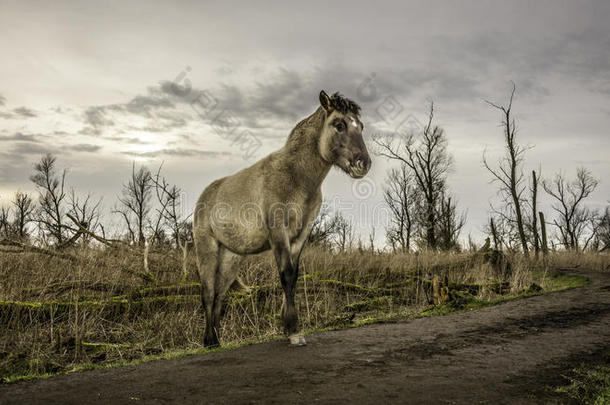 一匹悠闲的马在冬天的荒地里走来走去。