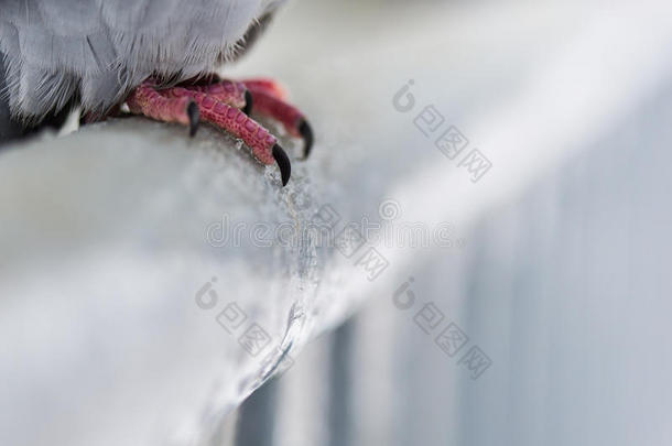 满是<strong>雨雪</strong>的篱笆上鸽子脚的细节