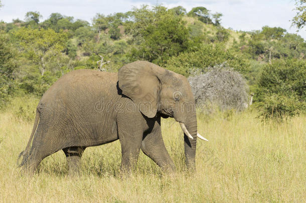 非洲象（非洲象）马拉马拉野生<strong>动物保护</strong>区