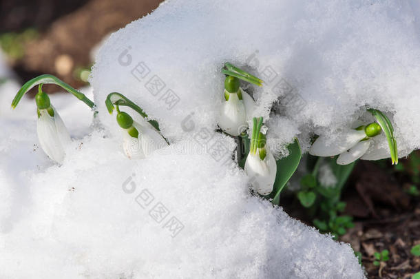 雪中送花