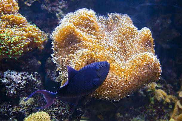 水下多姿多彩的热带鱼