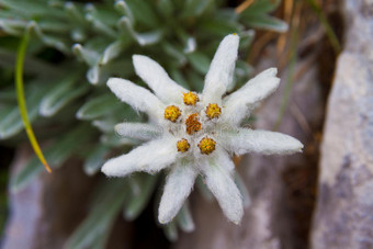 雪绒花图片