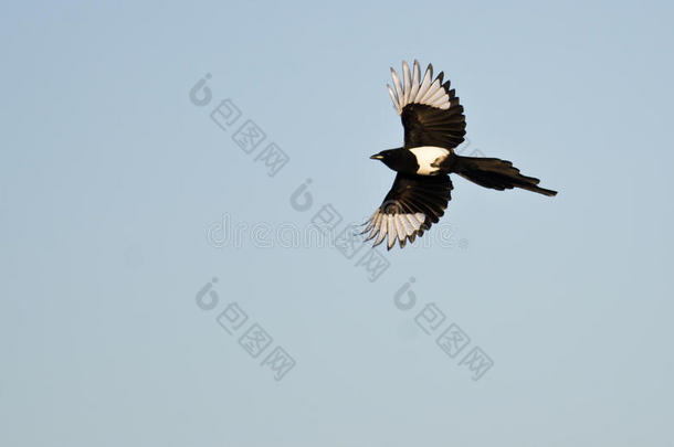 黑嘴喜鹊在蓝天上飞翔