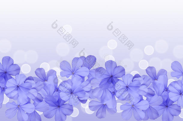 带蓝色花朵的边框或背景