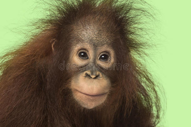年轻的博尔纳猩猩看着镜头，庞戈·皮格迈斯