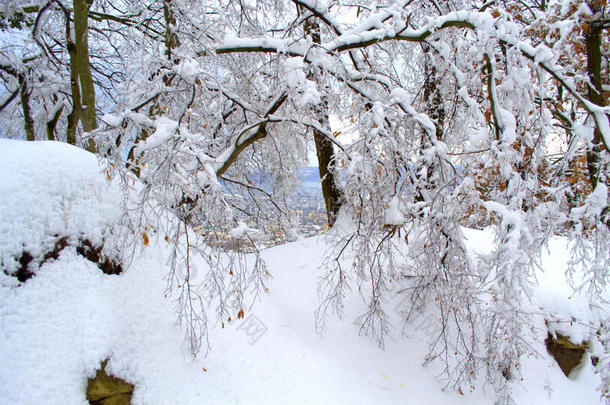 透过雪景的树枝看小镇