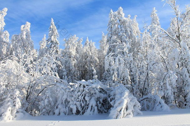 冬季景观-<strong>雪中送炭</strong>