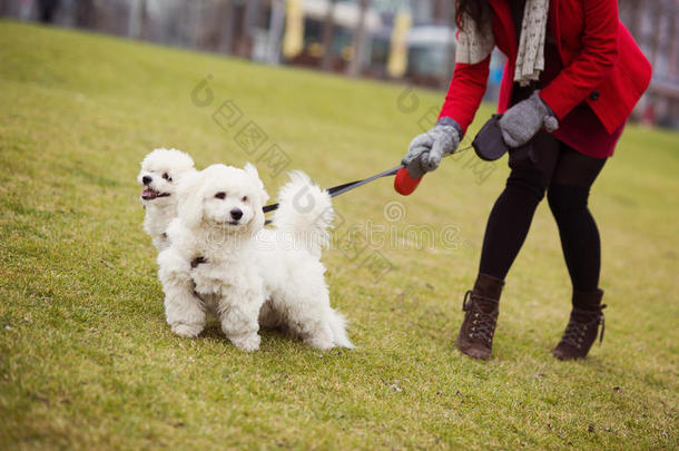 <strong>孕妇</strong>遛狗冬季<strong>写真</strong>