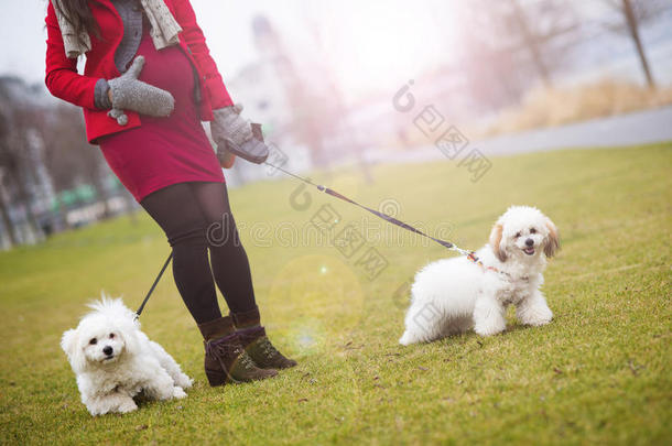 孕妇<strong>遛狗</strong>冬季写真