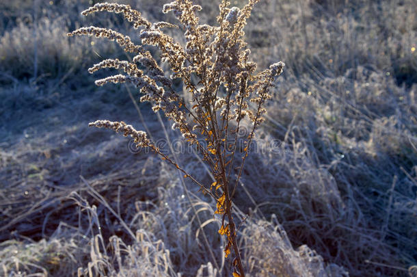 冬天的时候，冷冻植物逆光