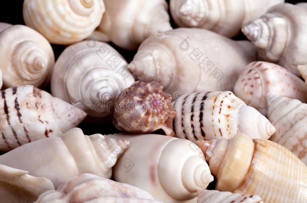 白色背景上各种彩色贝壳的集合