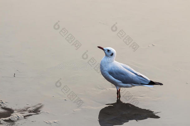 海鸥