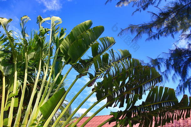 酒店区域的植物，树木，phra ae海滩，ko lanta，泰国