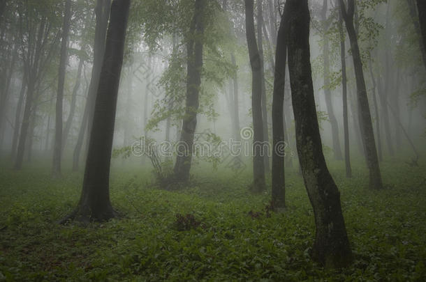 <strong>夏季</strong>有雾的森林中的<strong>绿色植物</strong>