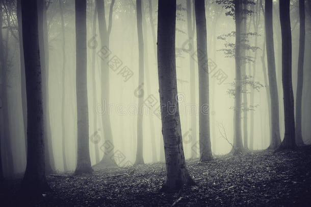 幽暗诡异的森林，有奇怪的幽灵般的光辉和雾
