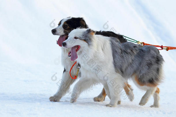 选秀犬比赛