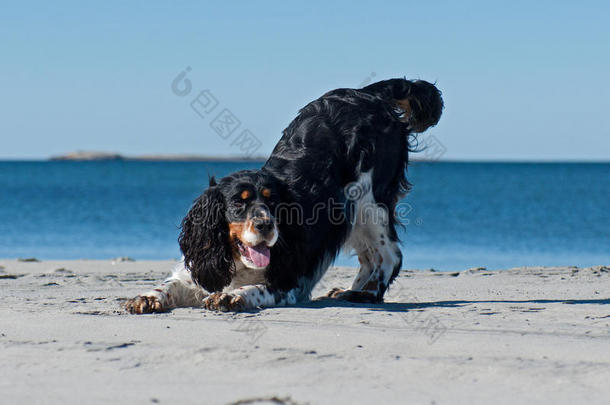 在海滩上玩耍的<strong>可卡猎犬</strong>