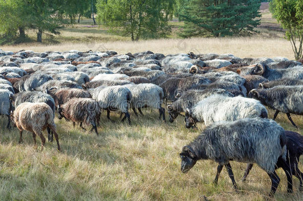 德国下萨克森州吕内堡希思摩尔兰羊群