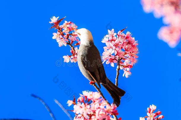 鸟语花香樱花