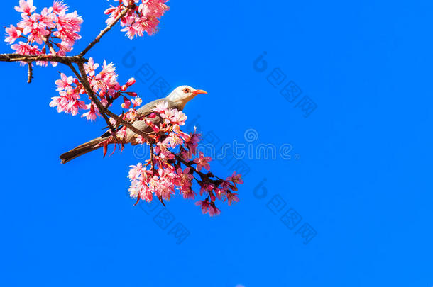 鸟语花香樱花