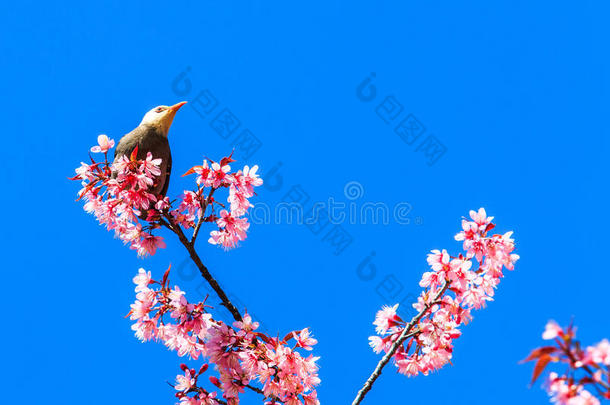 鸟语花香樱花