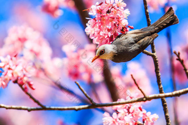 鸟语花香樱花