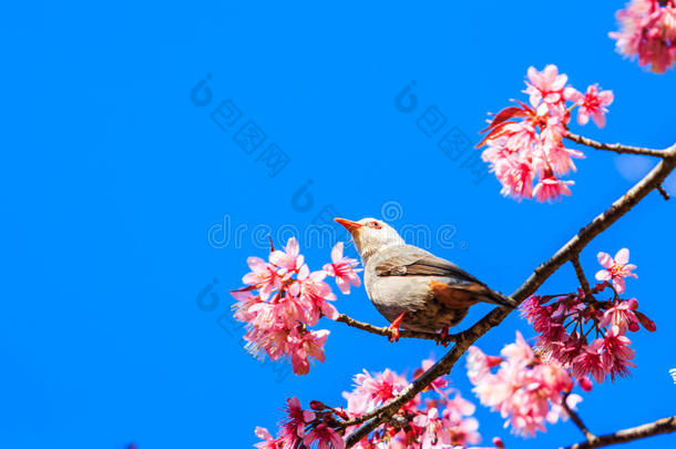 鸟语花香樱花