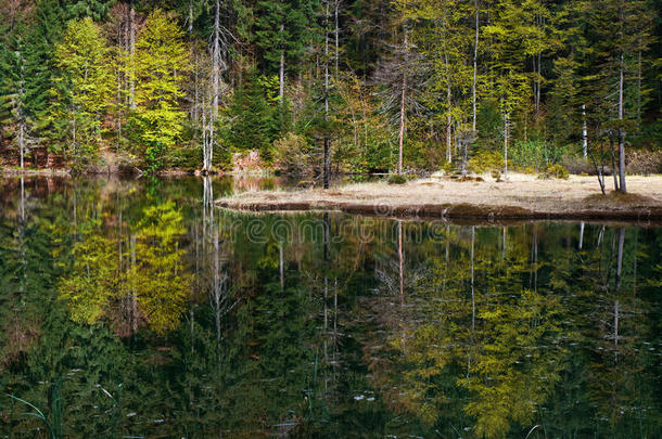 平静的湖面映照出的绿树成林