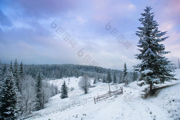 美丽的冬季景观，白雪覆盖的树木。