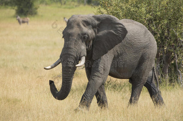 非洲象（非洲象）马拉马拉<strong>野生动物保护</strong>区
