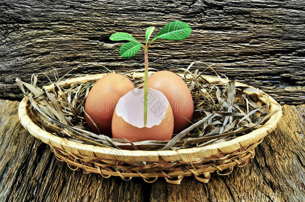 鸡蛋，种在鸡蛋里，放在木制背景的篮子里