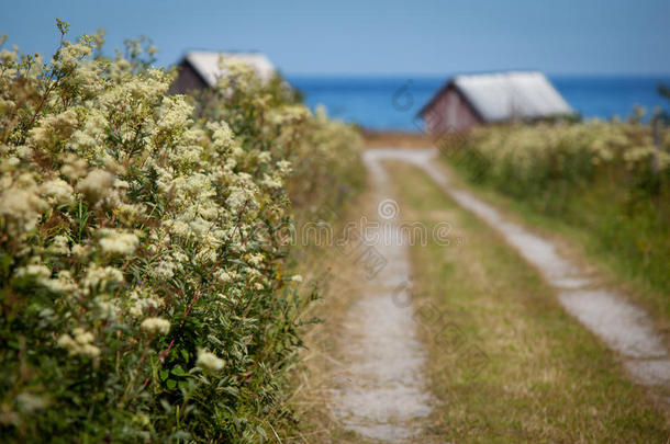 一条小道上盛开着夏日的花朵。