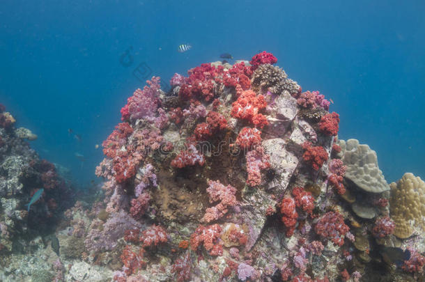 彩色软珊瑚（石竹）