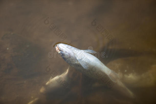 污染池塘/河流/湖泊中的死鱼