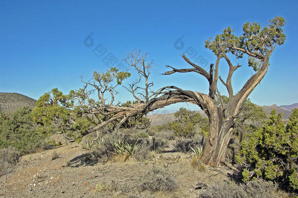 <strong>内华达</strong>州红岩峡谷附近的风弯杜松树。