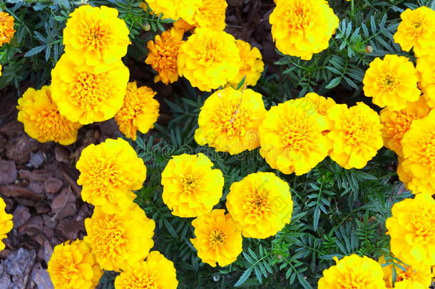 花园里有黄色的花。万寿菊万寿菊