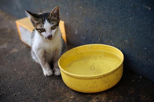 饥饿的猫