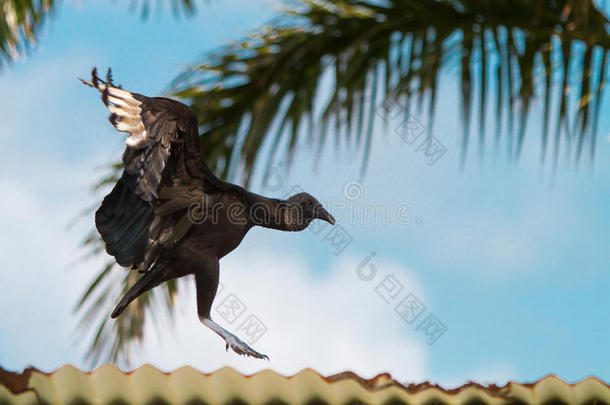 秃鹫降落在屋顶上
