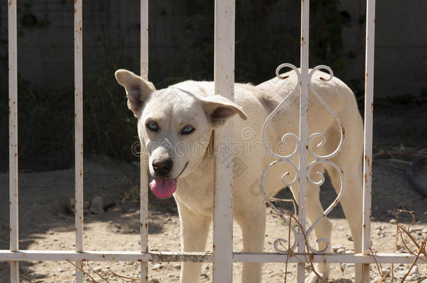 篱笆后面的可爱狗