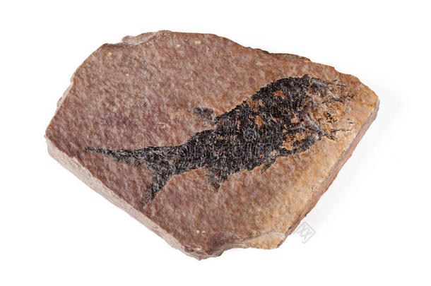 有鱼印的化石