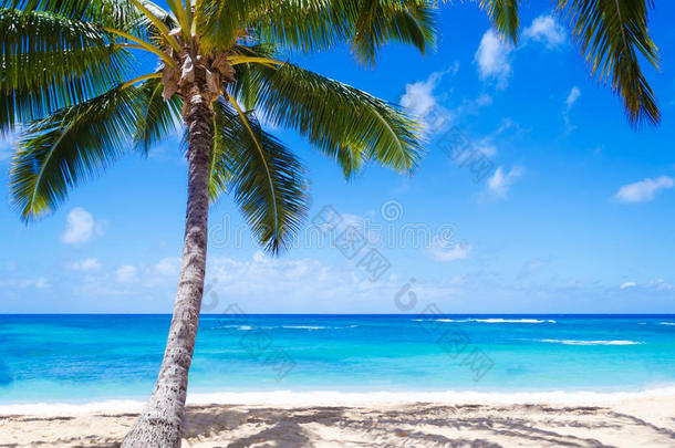 夏威夷沙滩上的椰子棕榈树