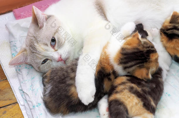 可爱的小猫和猫妈妈在一起。