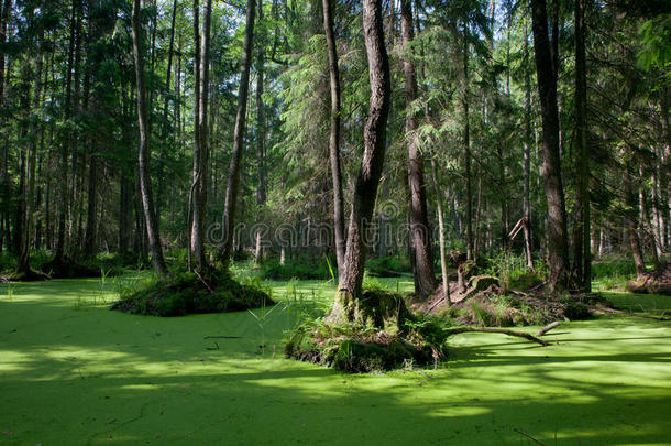 有积水和普通浮萍的比亚洛维扎森林天然林