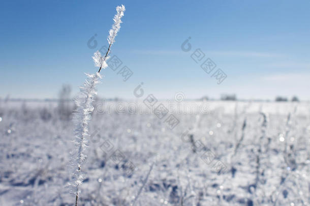 冬季景观。有植物的雪地