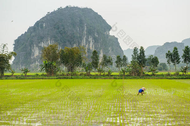越南宁平一个在稻田里干活的人