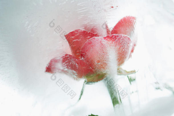 冰凉玫瑰