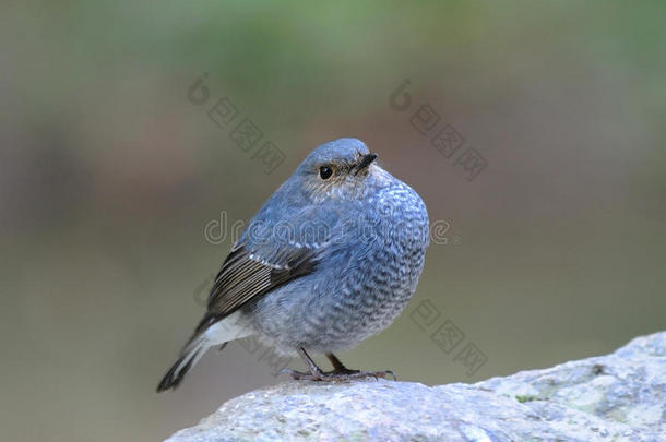 铅水红尾蛇（rhyacornis fuliginosa）