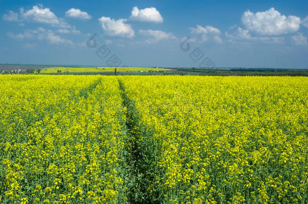 油菜花圃春季景观